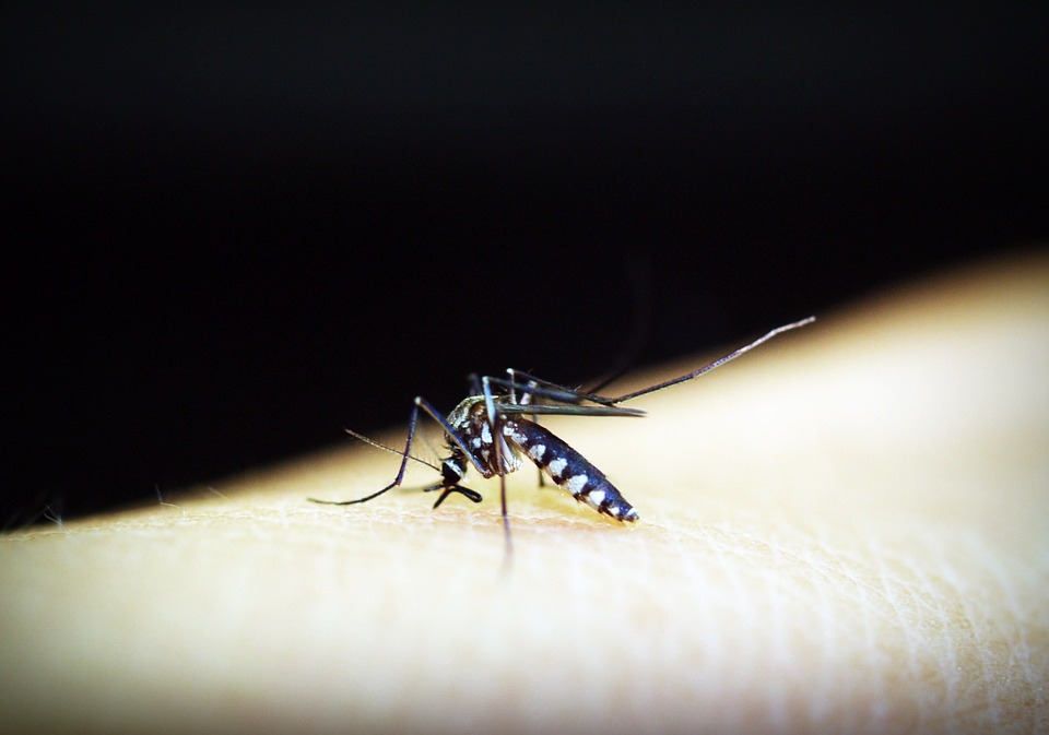 How To Get Rid Of Gnats In The Kitchen 5 Best Ways TO Help You Â